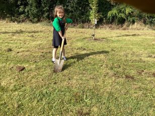 Planting Bluebells